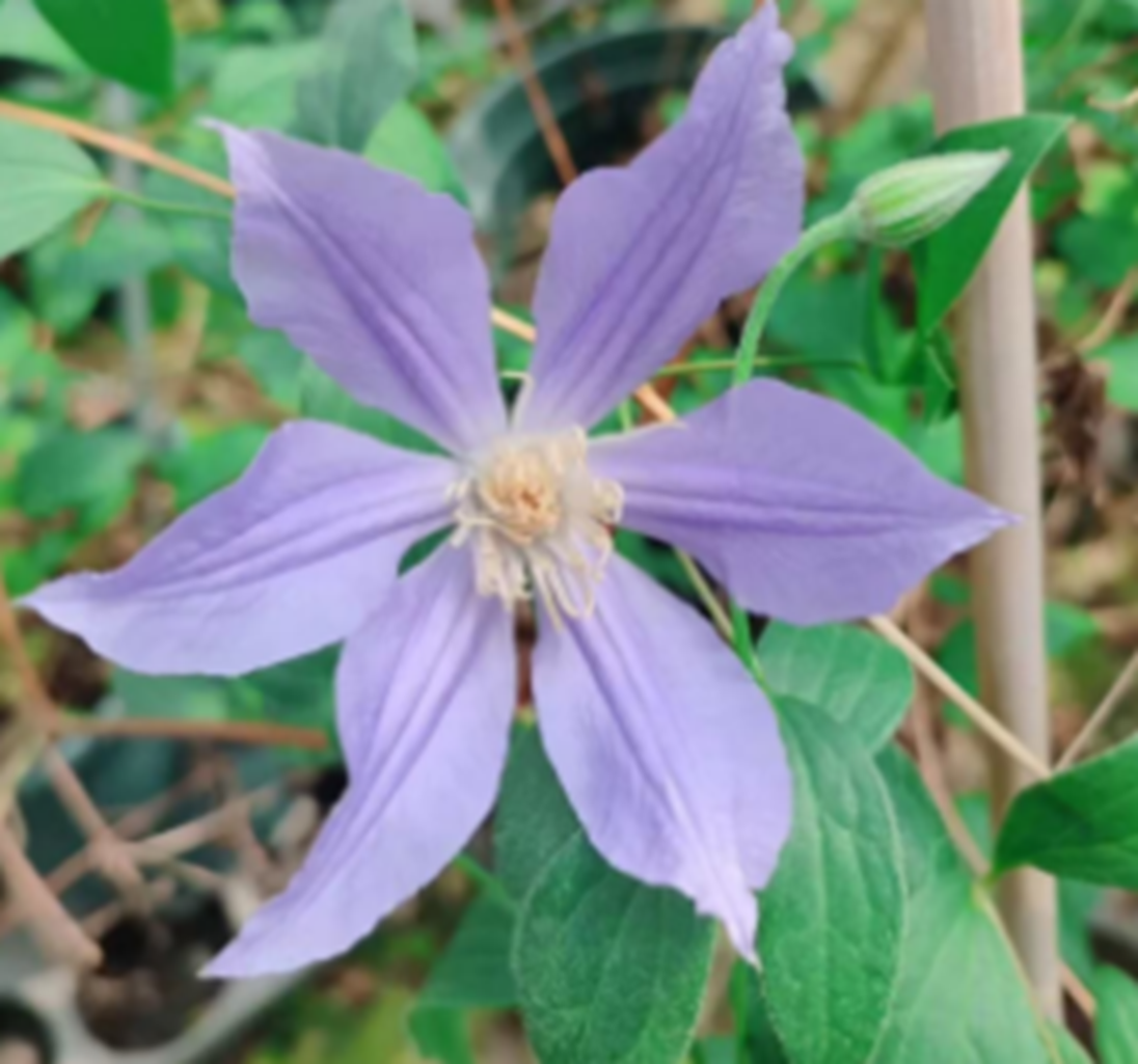 Клематис цветущий Блю Ривер